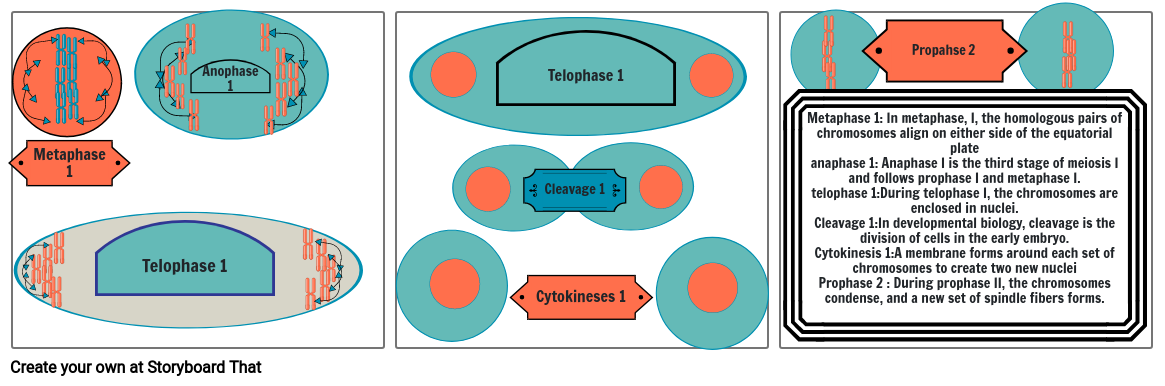 meiosis