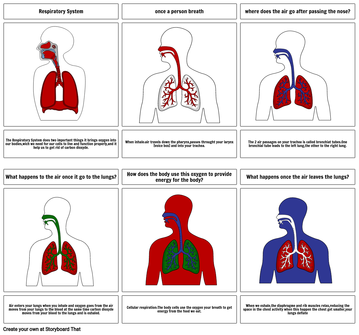 RESPIRATORY SYSTEM Storyboard by abb20f23