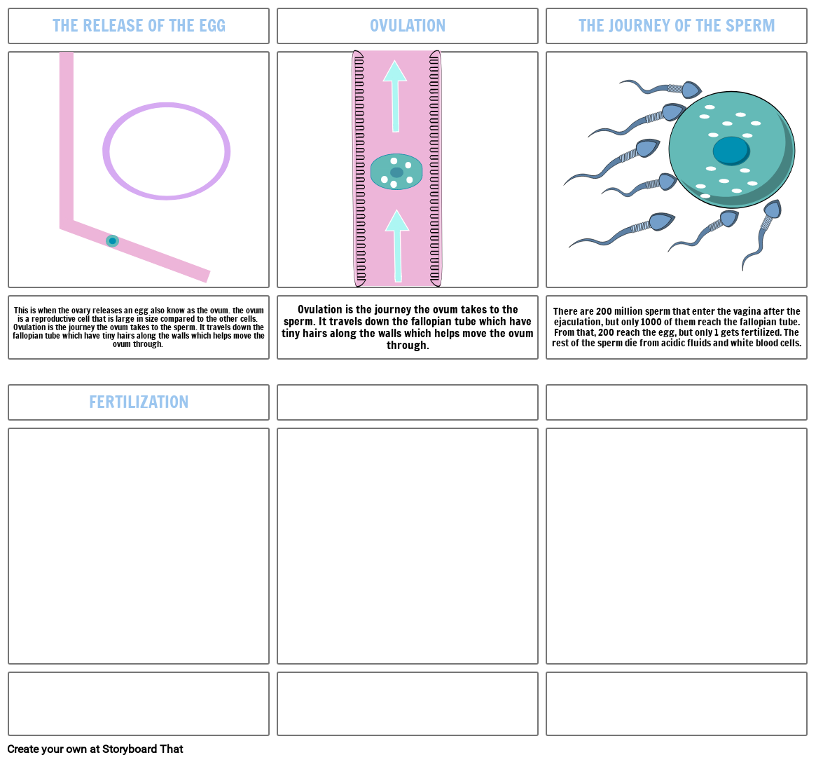 storyboard depicting the journey of a fertilized egg to implantation and de