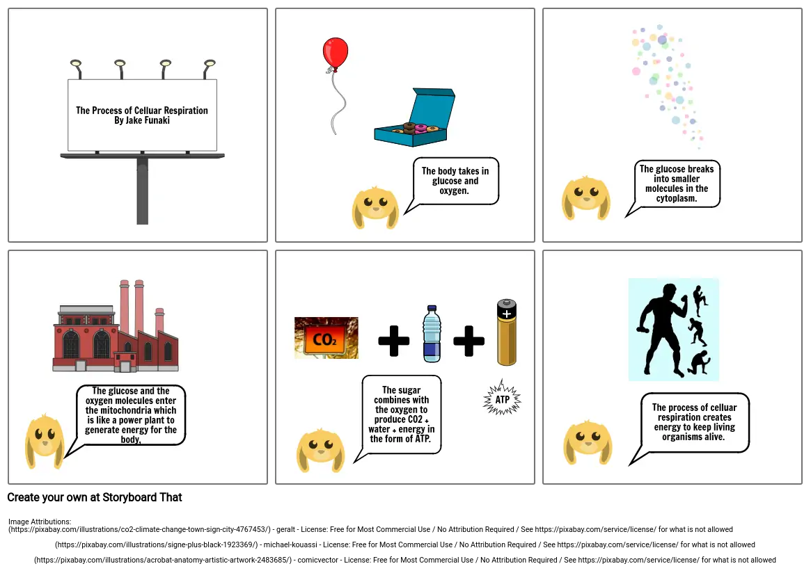 Celluar Respiration