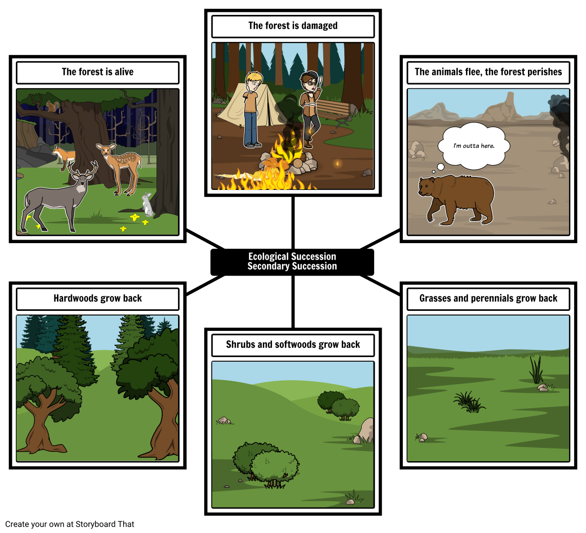 ecological-succession-secondary-storyboard-by-ani-science