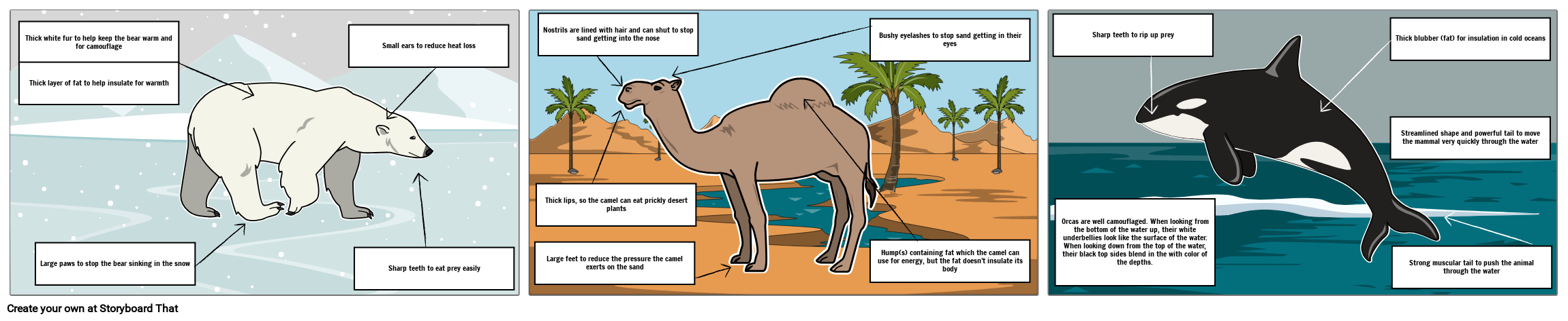 Animal Adaptations Lesson Plan Activities Animal Habitats