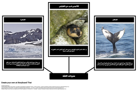 أين الدببة القطبية لايف؟ مفردات اللغه