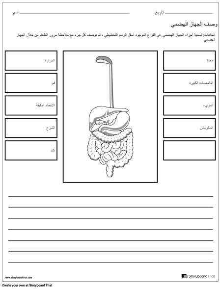 الجهاز الهضمي ورقة العمل
