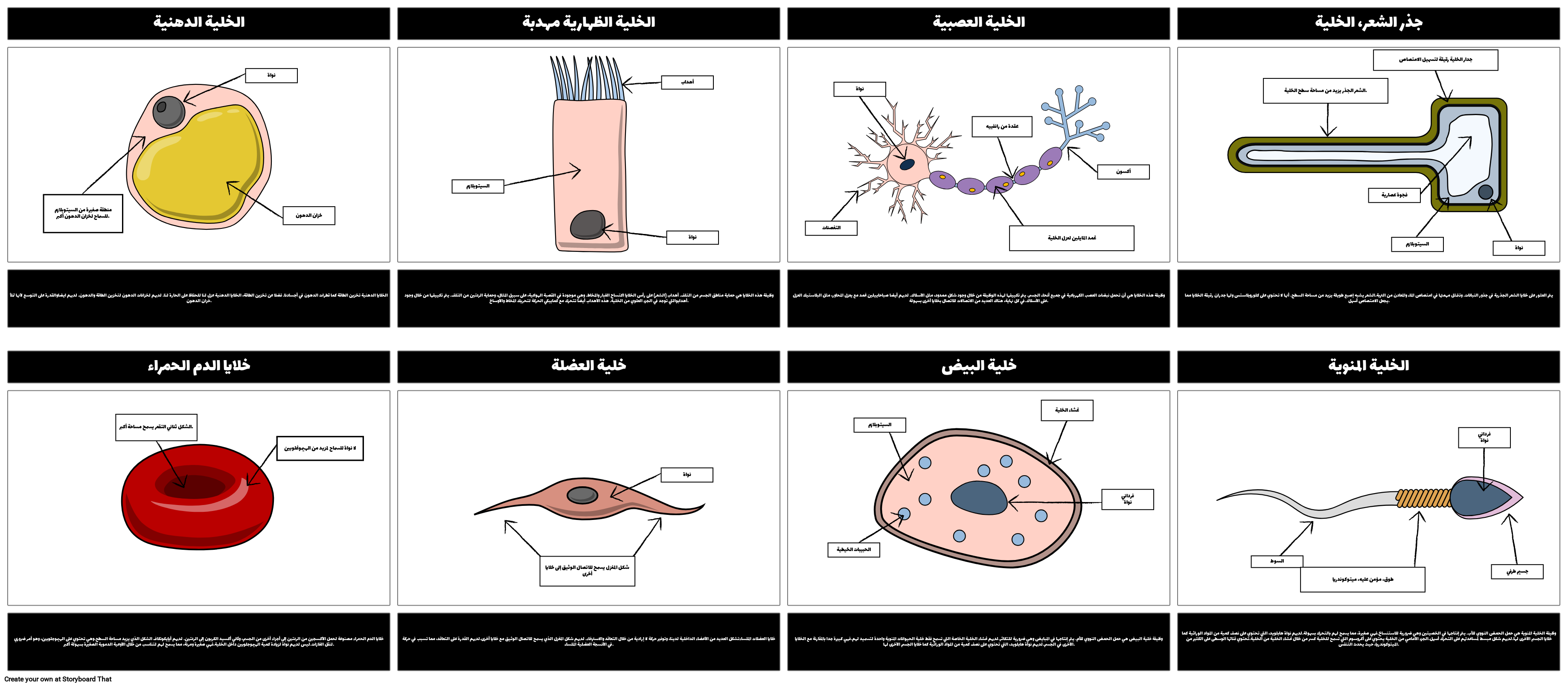 Specialized Cells Storyboard Por Ar examples specialized-cells-storyboard-por-ar-examples