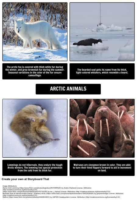 Where Do Polar Bears Live? Arctic Animals
