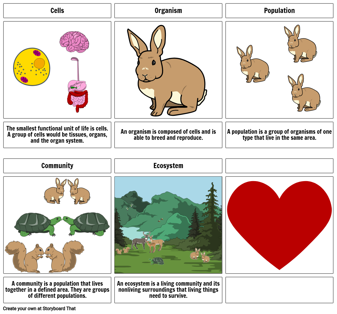 Levels Of Organisms Storyboard By B3842ee0