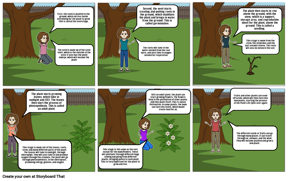 The Life Cycle Of A Plant Storyboard By Bb65f809