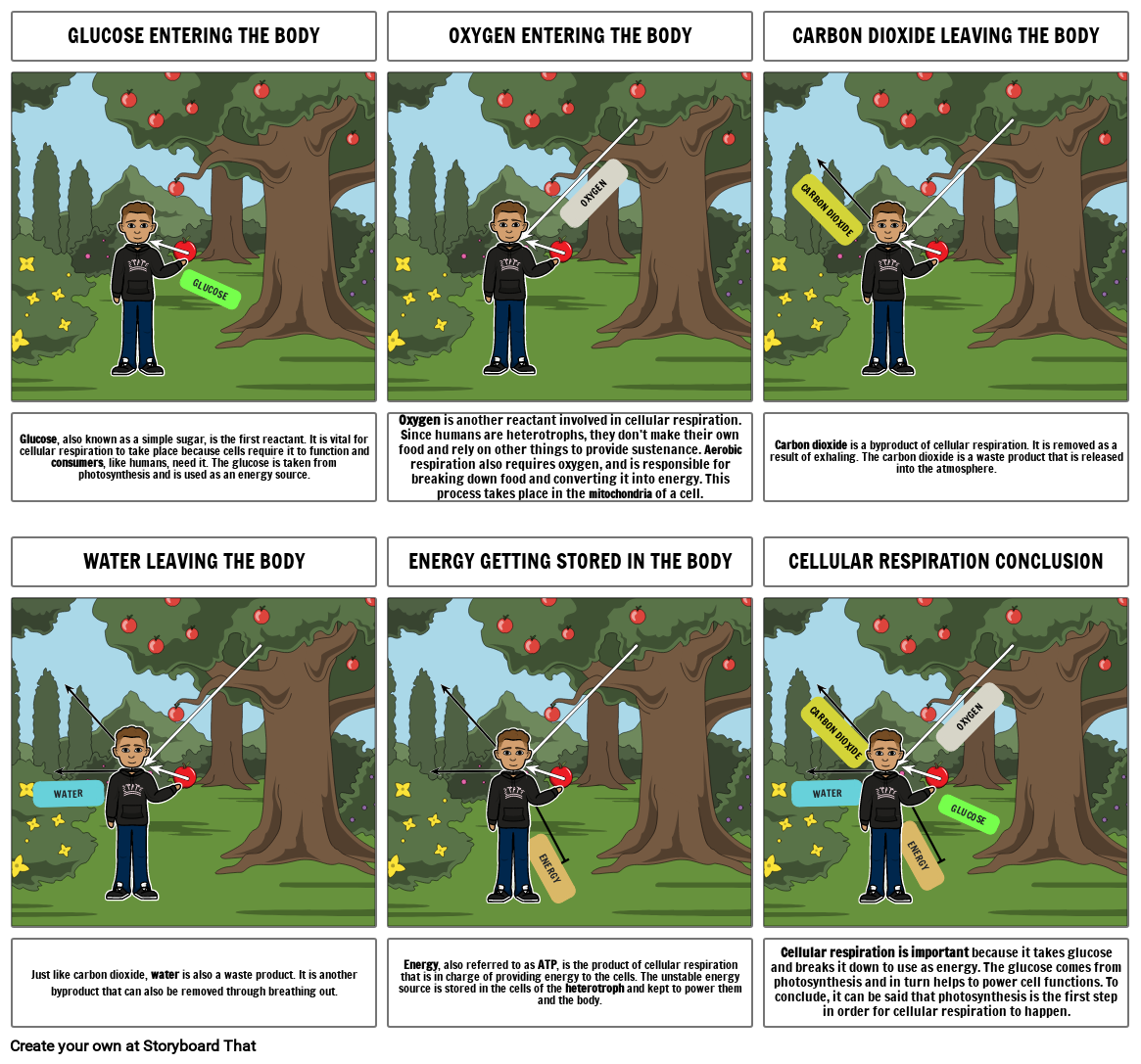 Photosynthesis and cellular respiration