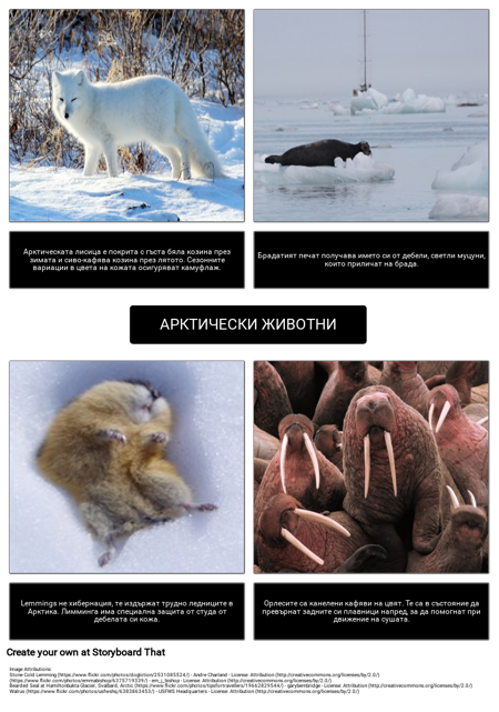Къде Живеят Полярните Мечки? Арктически Животни