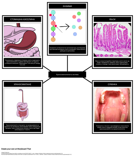Речник на Храносмилателната Система