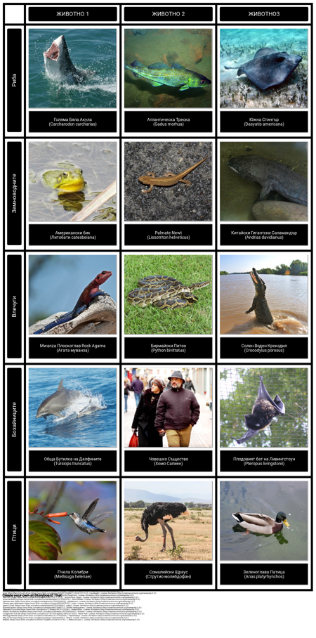 Примери за Гръбначни Животни