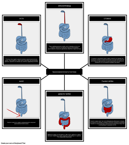Храносмилателната Система