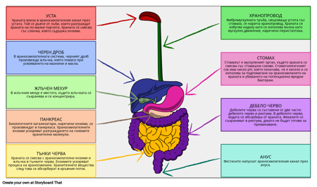 Храносмилателната Система