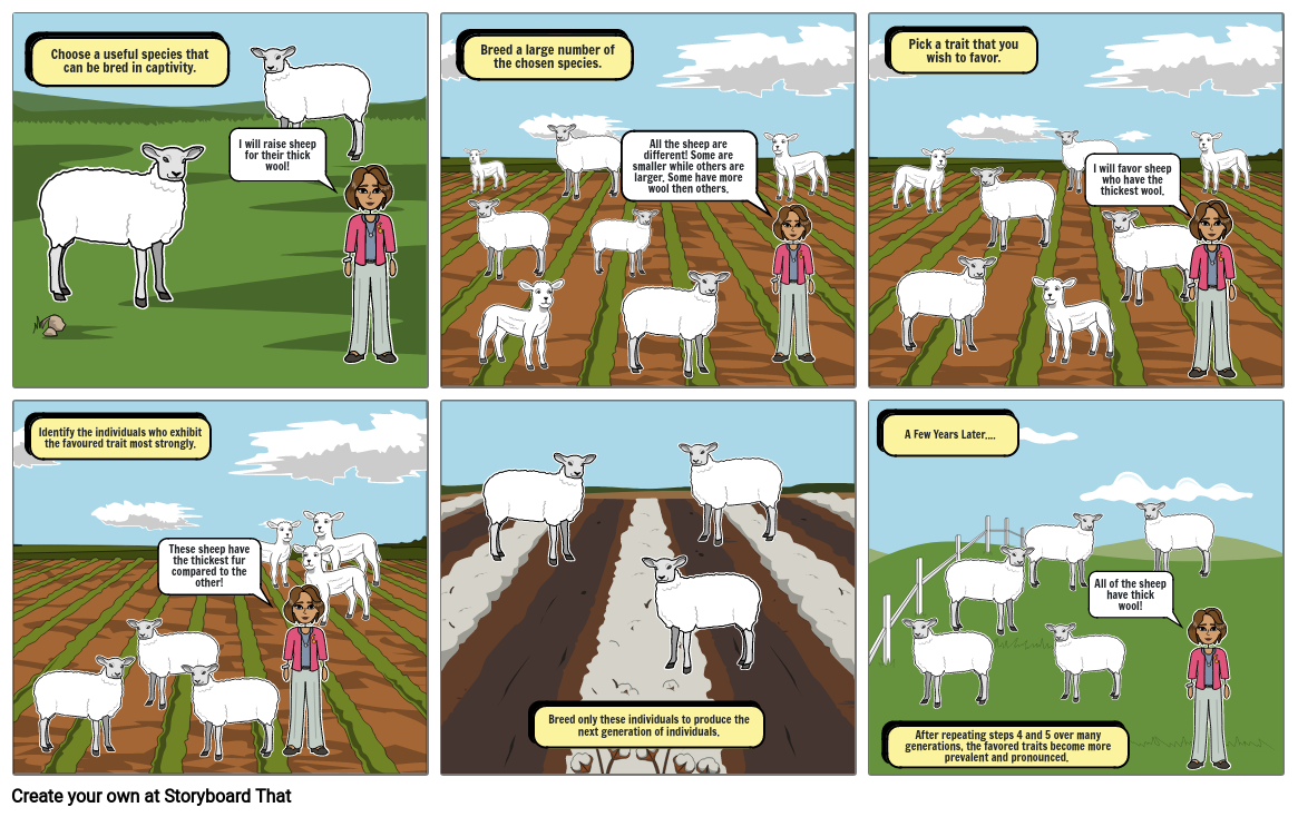 the-process-of-selective-breeding-storyboard-by-c5e93c0e