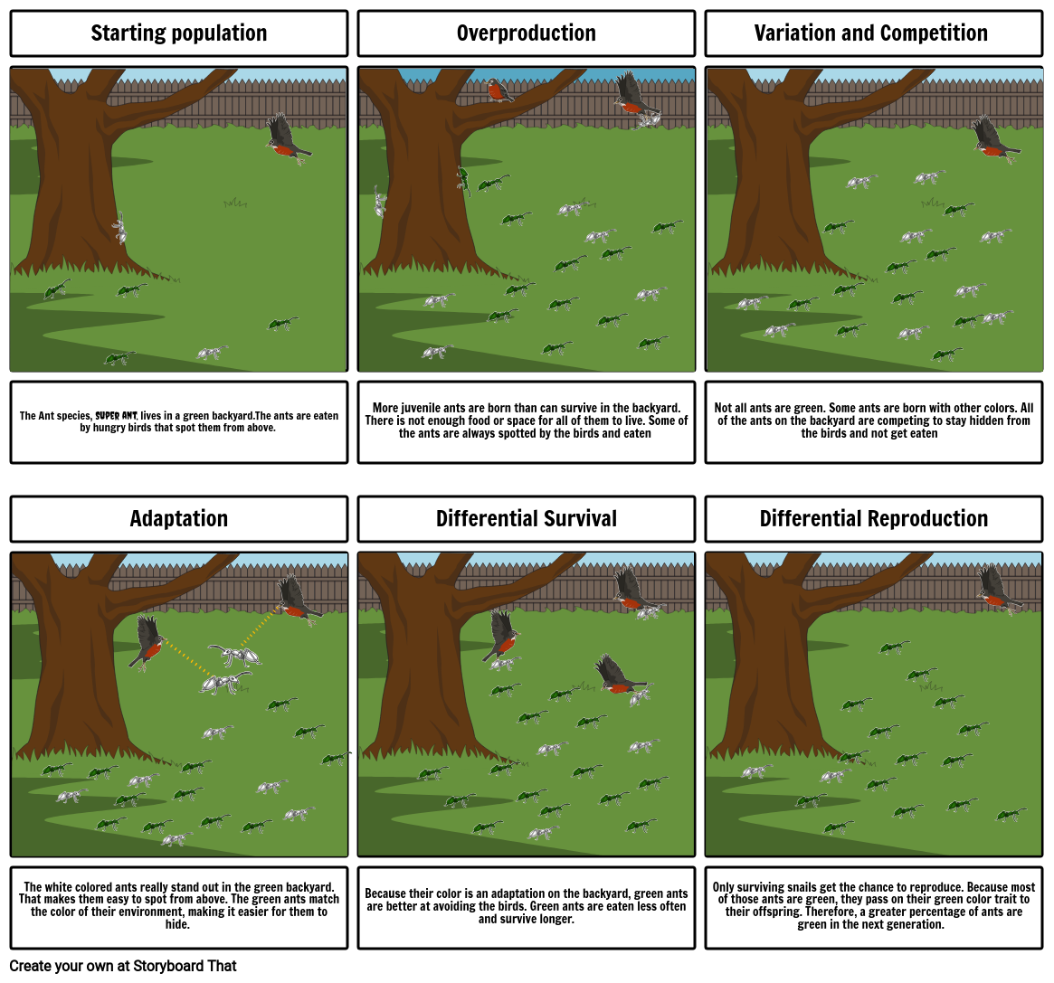 5 steps of natural selection Storyboard by c6779b90