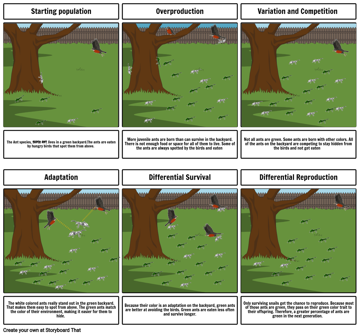 5 Steps Of Natural Selection Storyboard By C6779b90