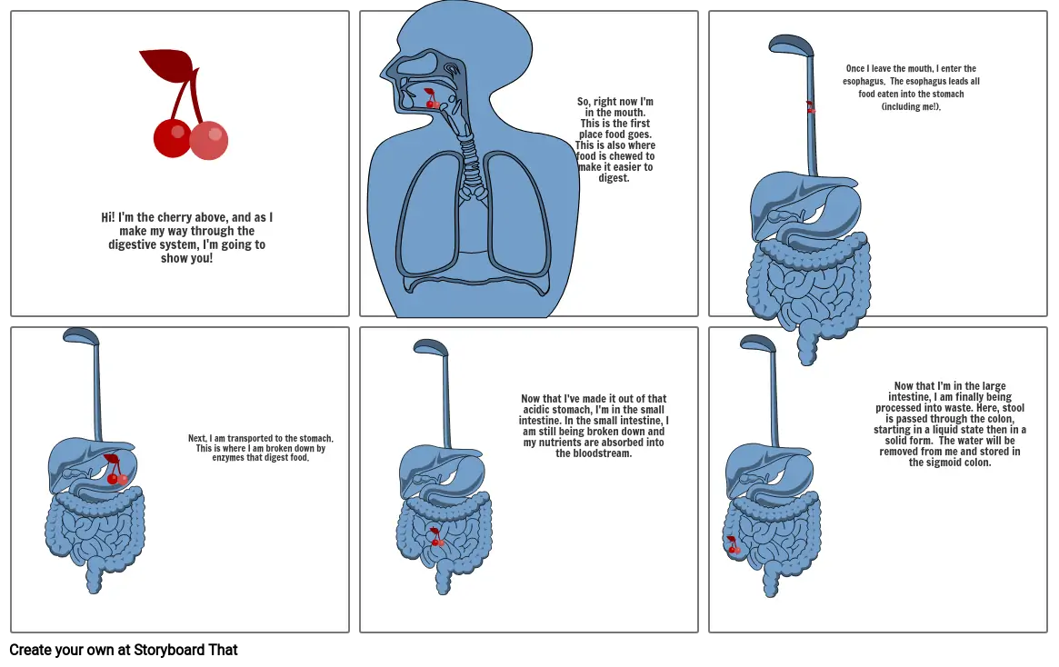 Digestion Story - Anatomy