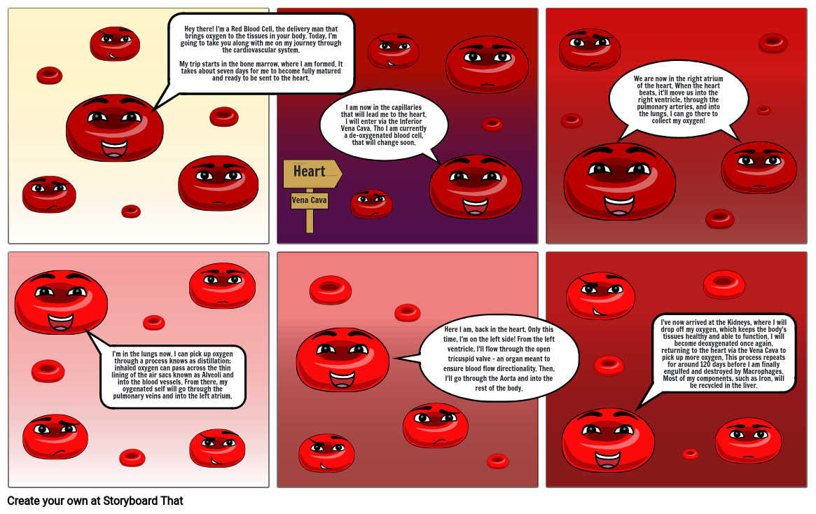 red blood cell journey story