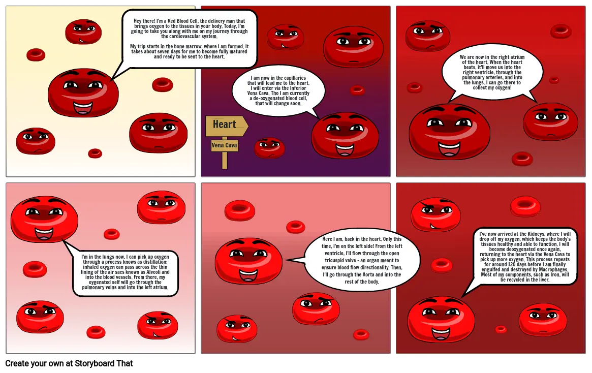 The Journey of a Red Blood Cell