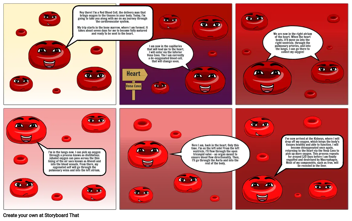 The Journey of a Red Blood Cell