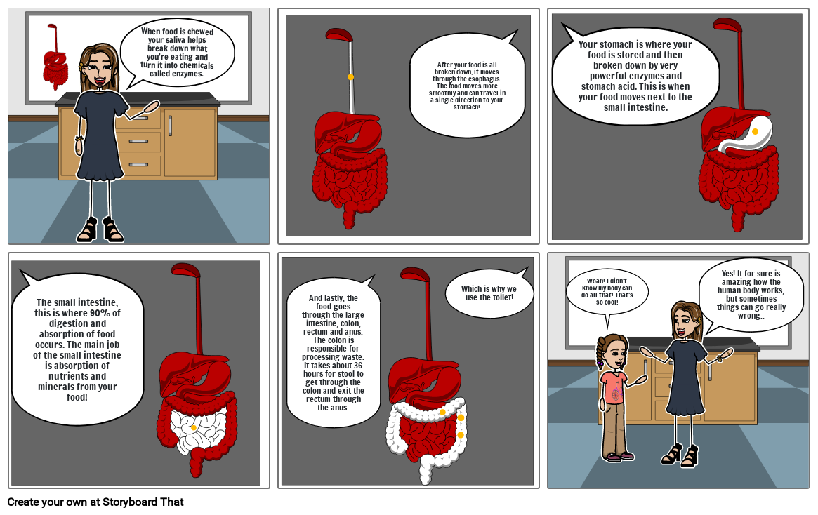digestive-system-storyboard-by-ca61ca6e