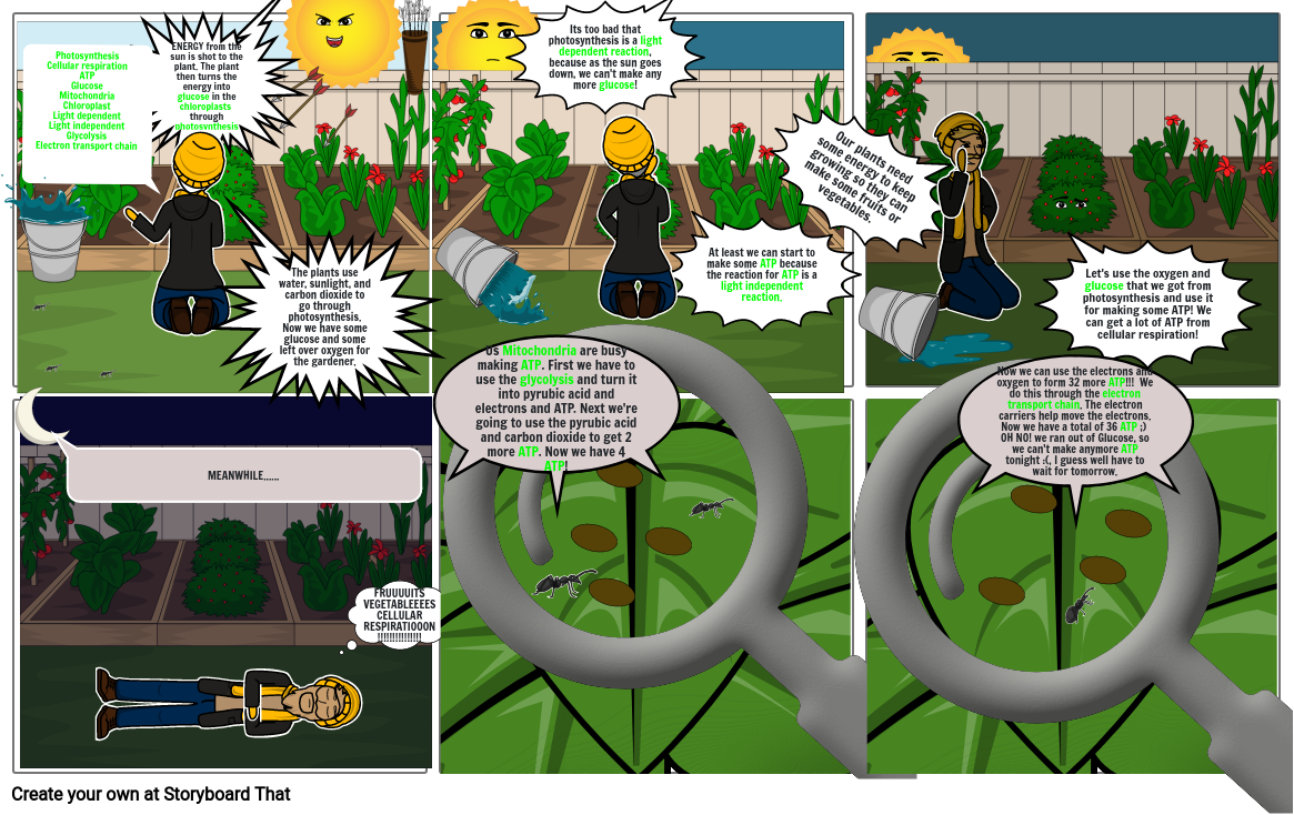 Plant photosynthesis cellular respiration michondria chloroplasts glycogen 