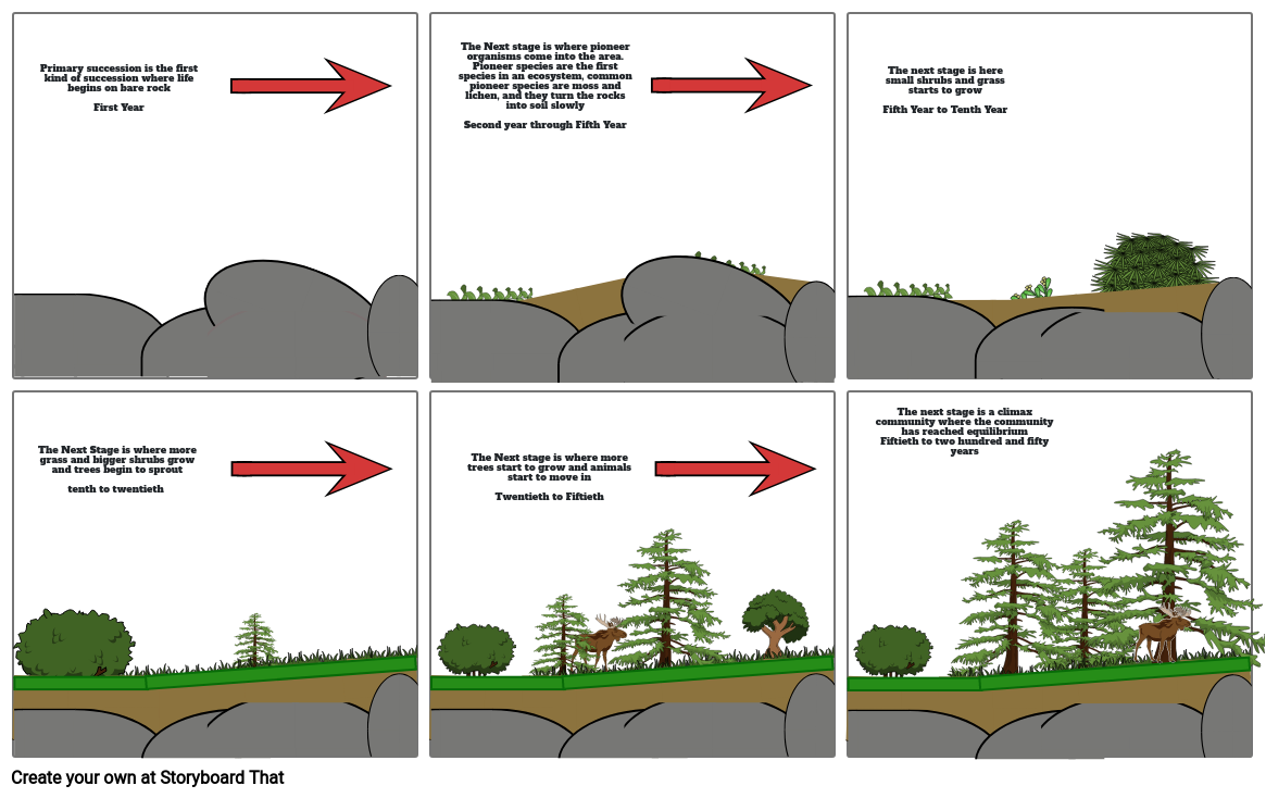 Primary Succession Storyboard