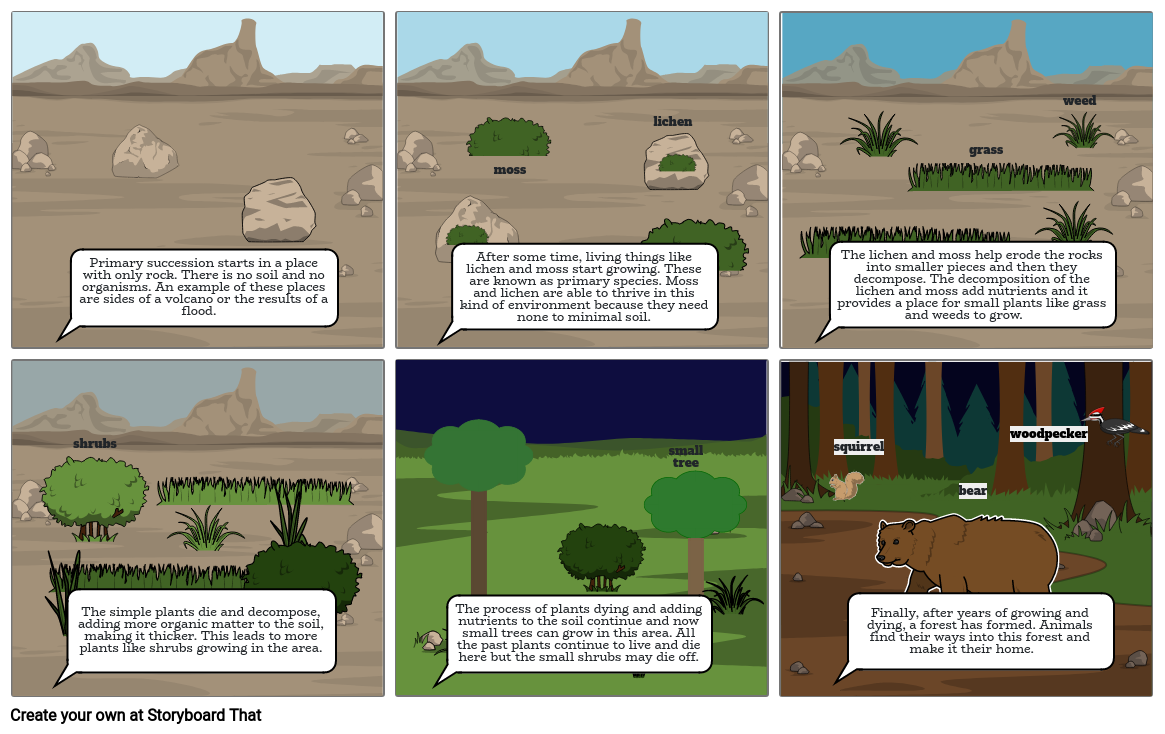 Primary Succession Storyboard por d93b7902