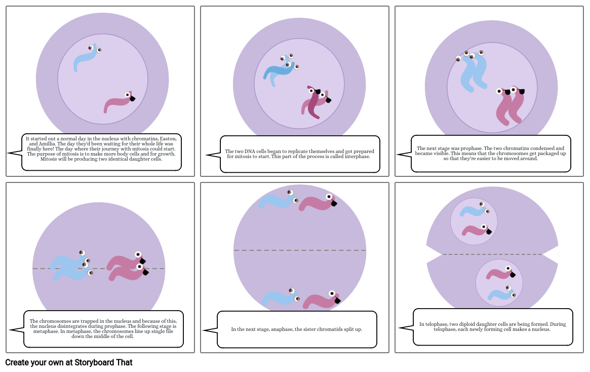 mitosis Storyboard by d984e138