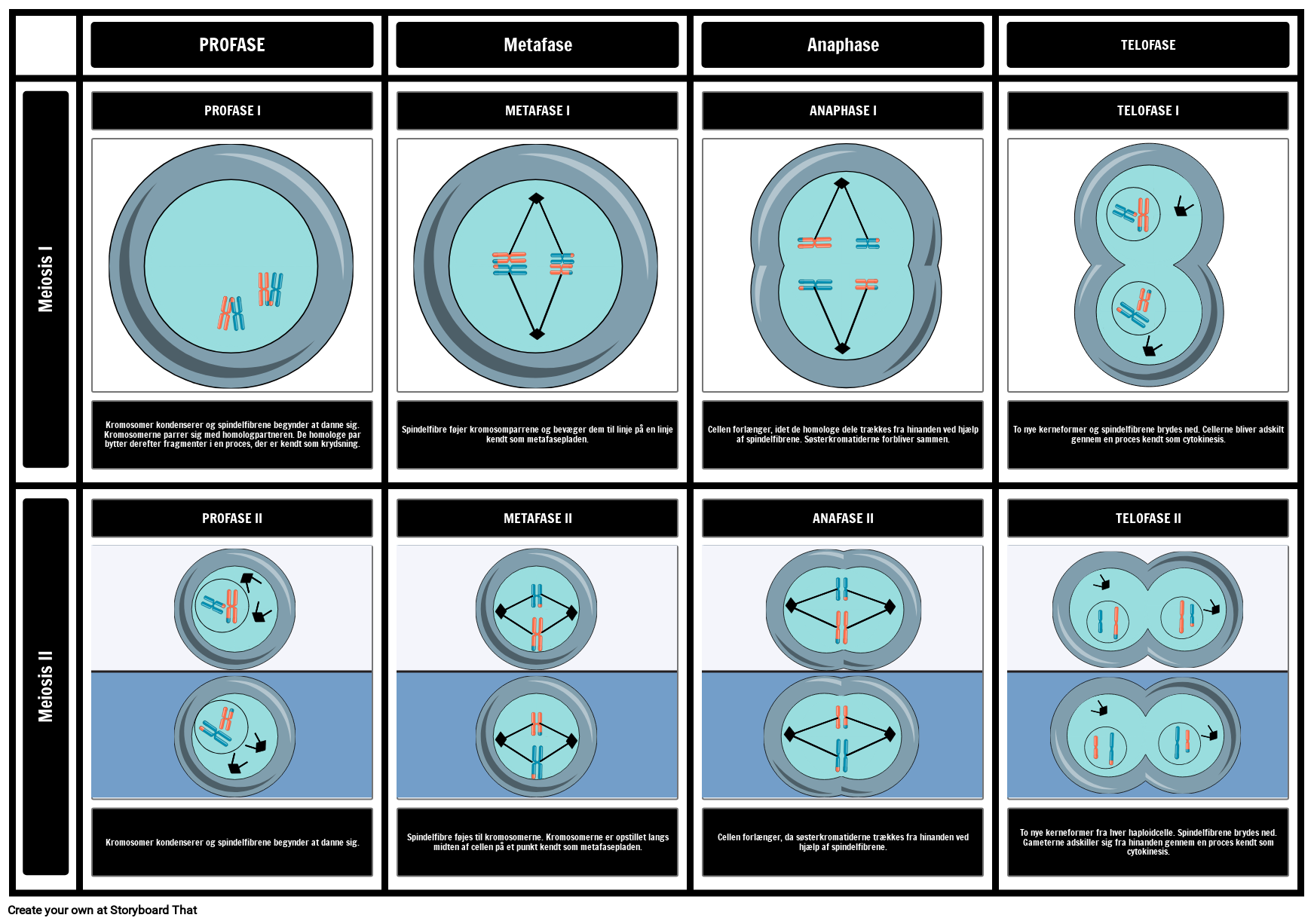 Meiosis 1 y Profase 1: Explicación Completa | TikTok, image size:1743x1226