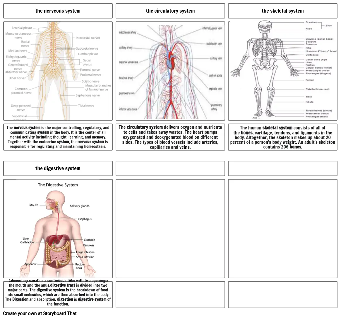 the human body