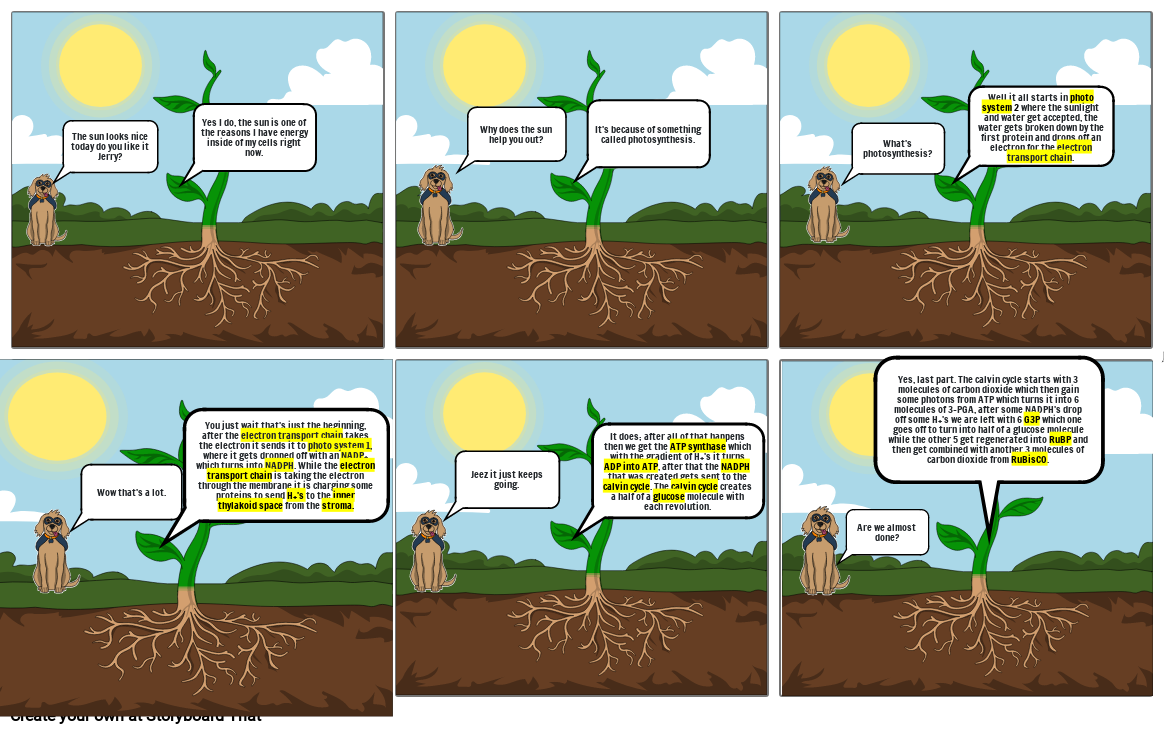 Photosynthesis Storyboard Storyboard by e324dd15