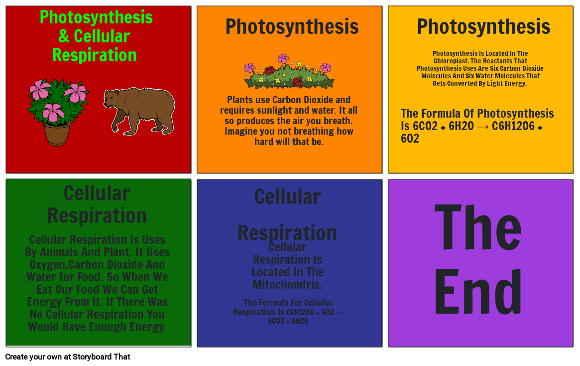 Photosynthesis And Cellular Respiration Storyboard