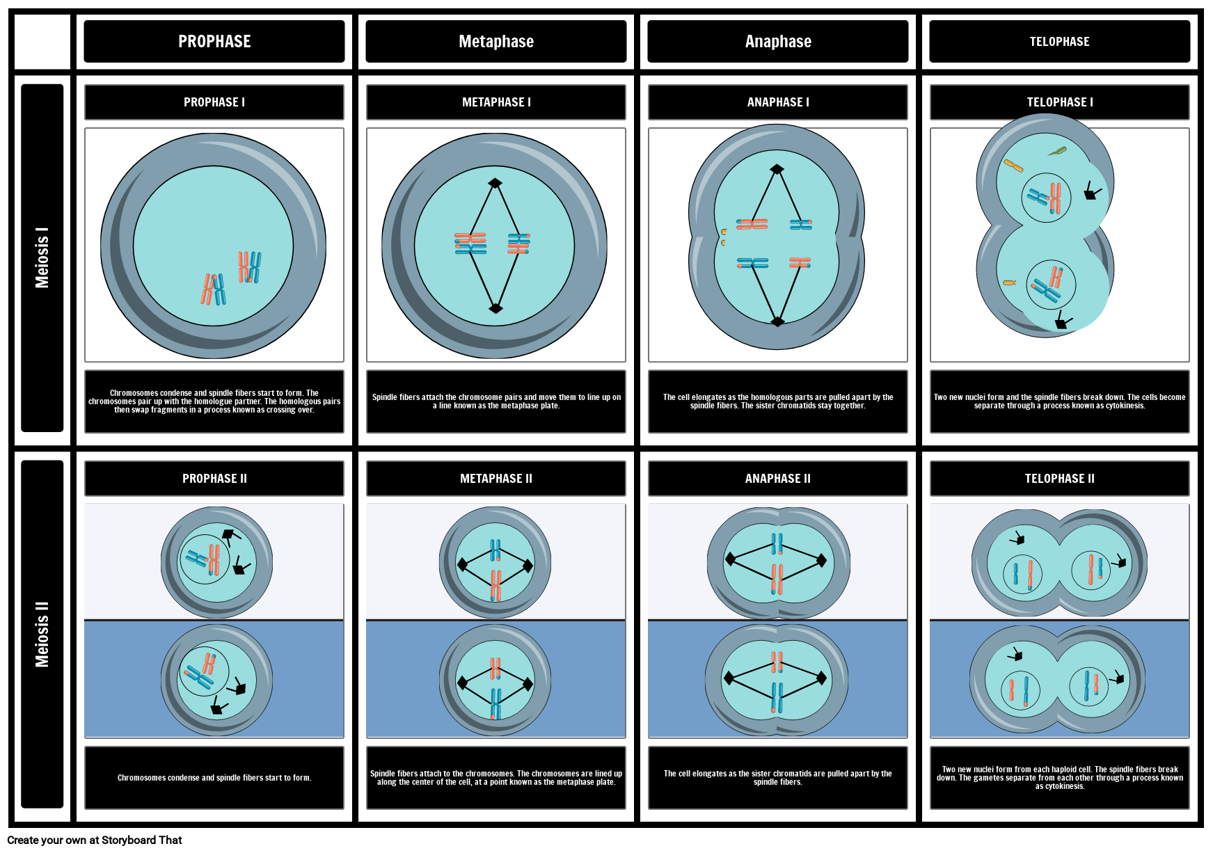 Meiosis Comic Strip