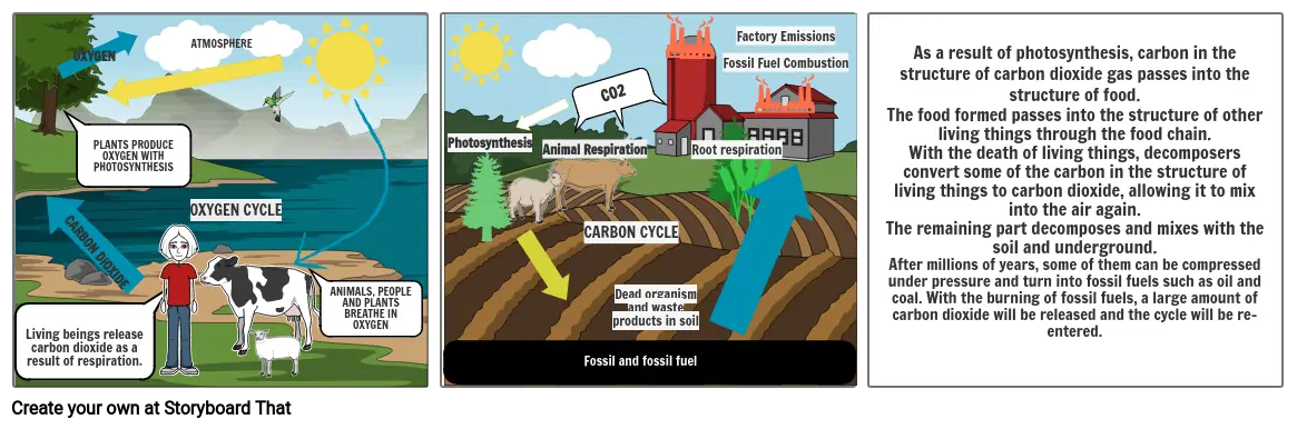 THE OXYGEN CYCLE