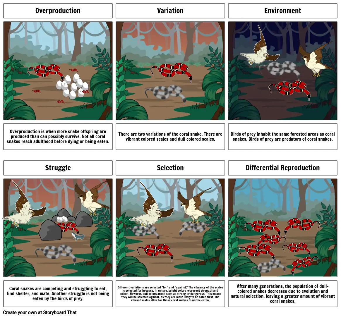 Science Evolution Storyboard