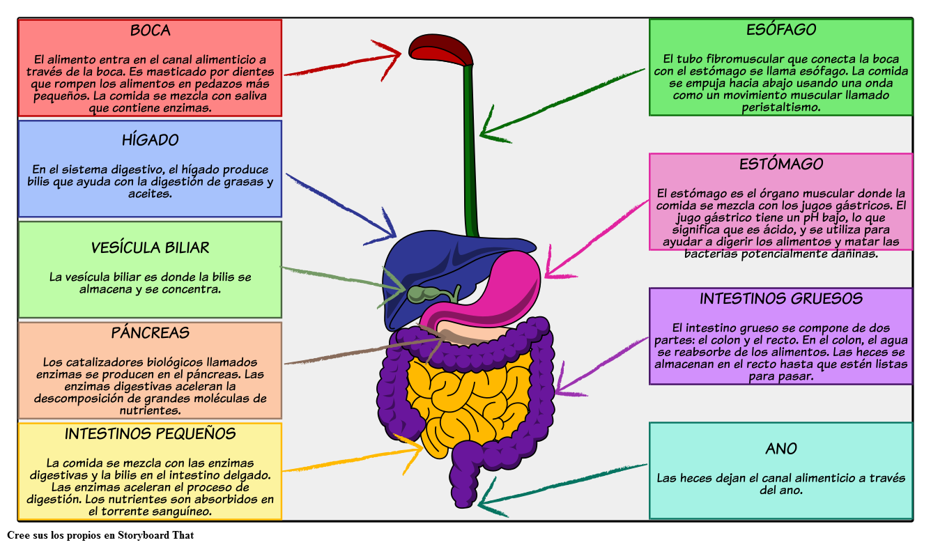 Sistema digestivo pdf