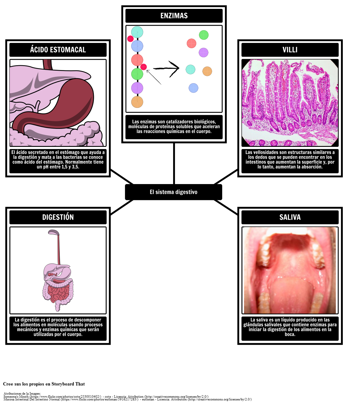 Vocabulario Del Sistema Digestivo Storyboard Per Es Examples 6219