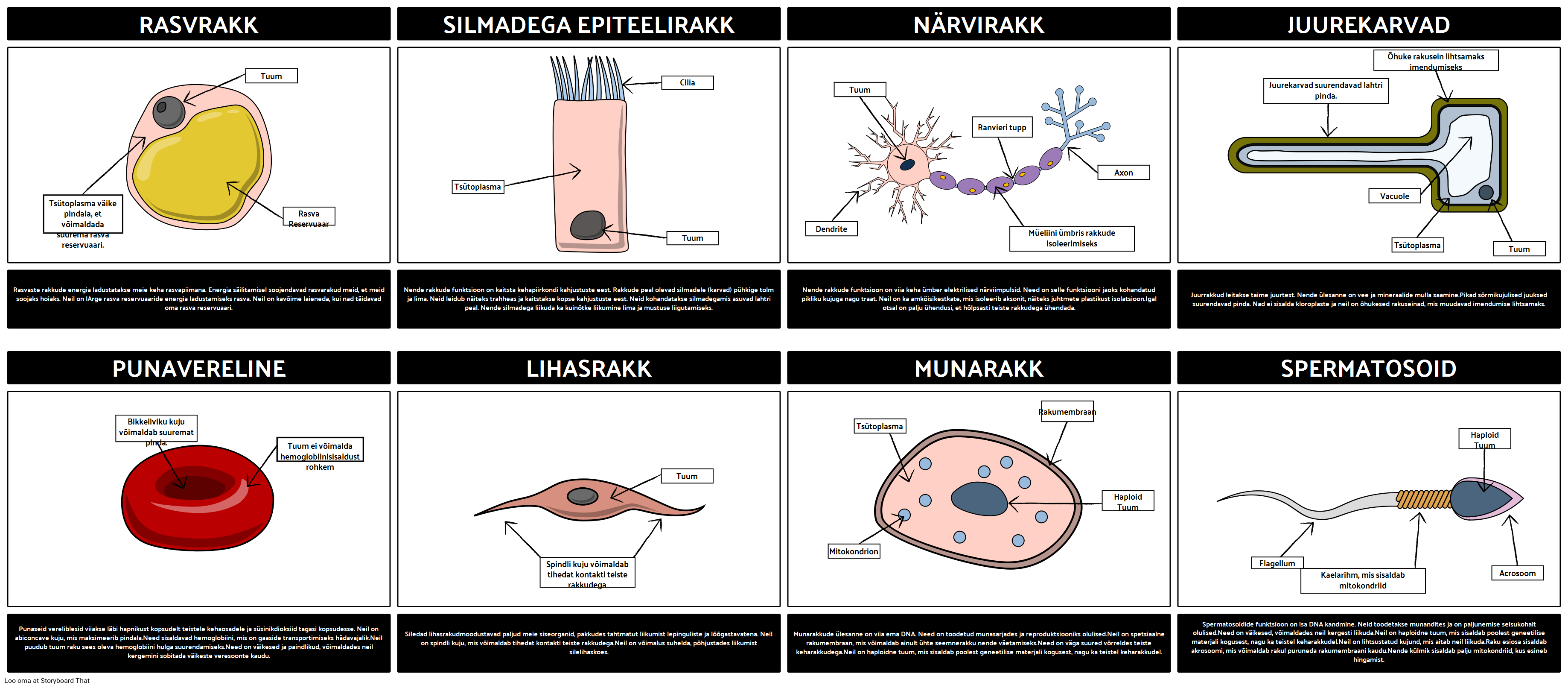 Spetsiaalsed Rakud Storyboard Par Et examples