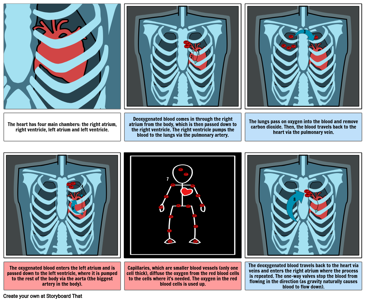 circulatory-system-storyboard-by-f4147f28