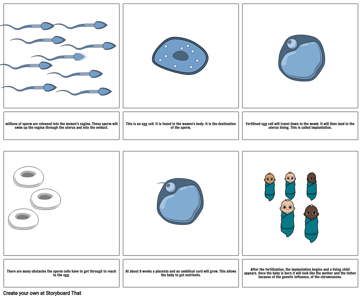 journey of a sperm cell year 7