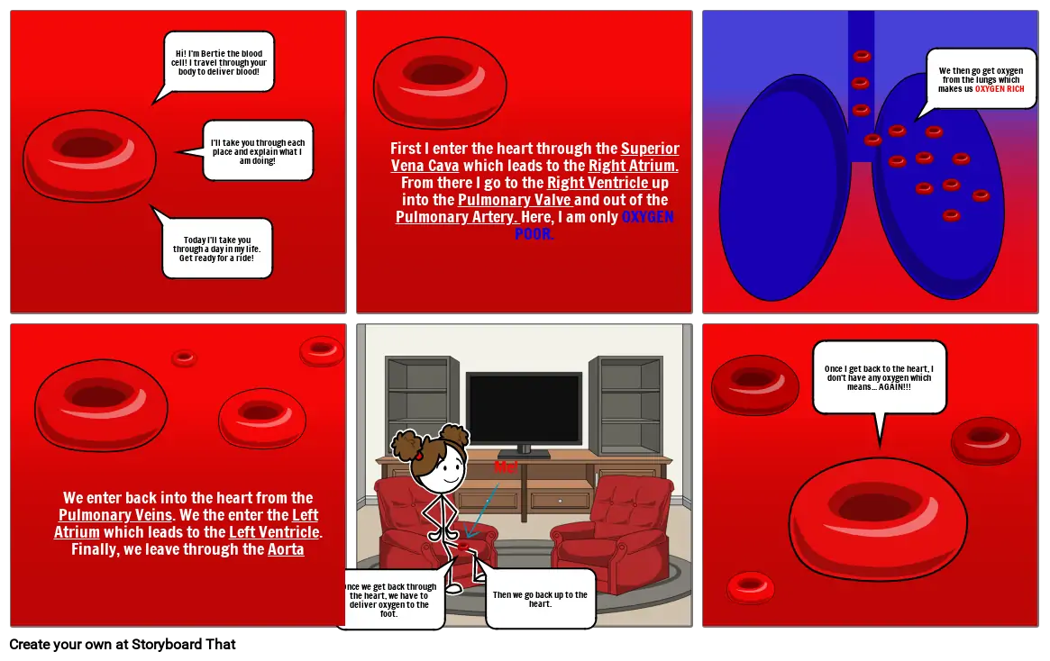 journey of red blood cell