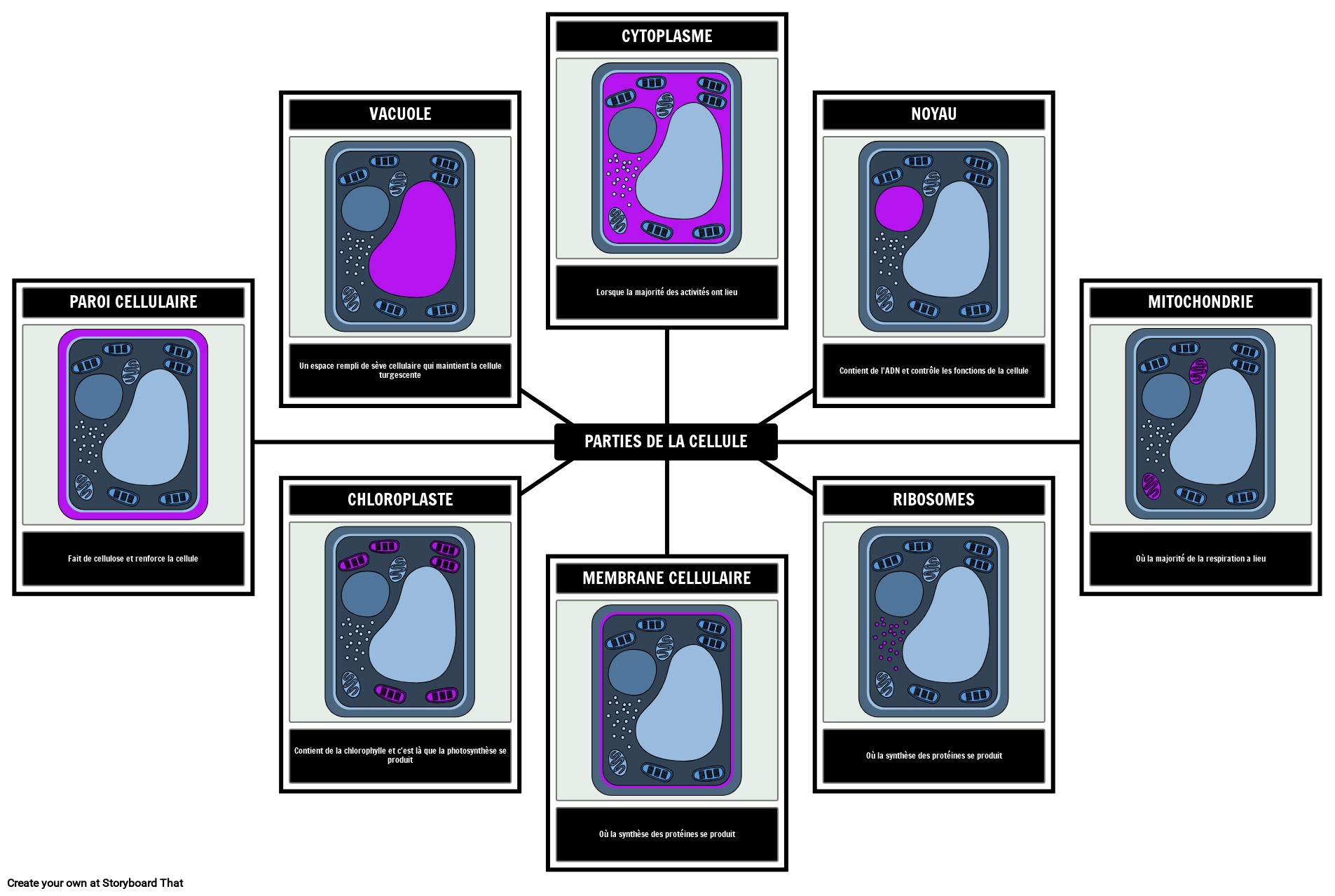 anatomie de le cellule noyau. 26509842 Art vectoriel chez Vecteezy, image size:1905x1278