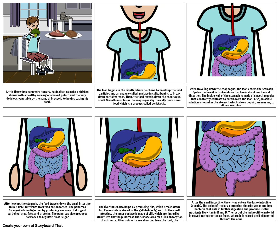 digestive system