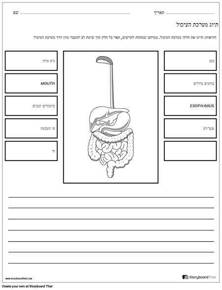 גיליון עבודה של מערכת העיכול