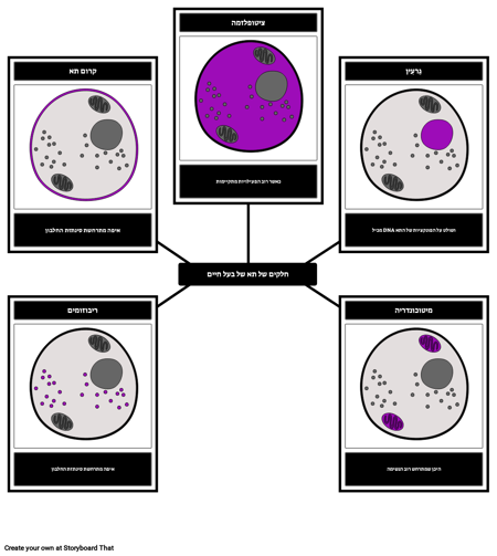 חלקים של תא בעל חיים