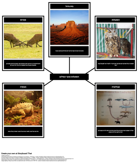 הסתגלות אוצר המילים