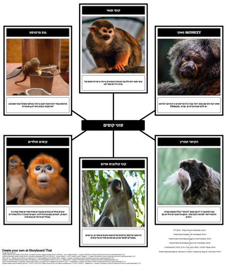 מפת עכביש - קופים