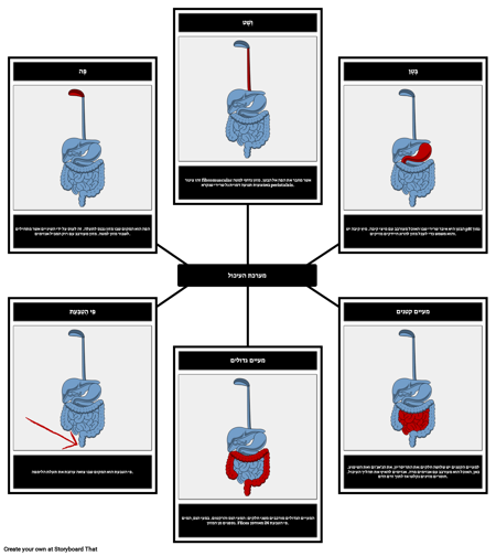 מערכת העיכול